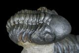 Dalejeproetus & Two Reedops Trilobite Association #174904-15